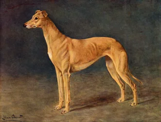 La Galga de Caza Exitosa Age of Gold